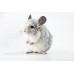 Chinchilla mosaico